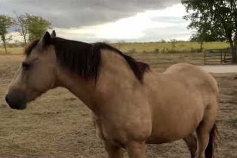 A Texas Rain Coming In - Muddy Horses &amp; Cat Stalking A Bird