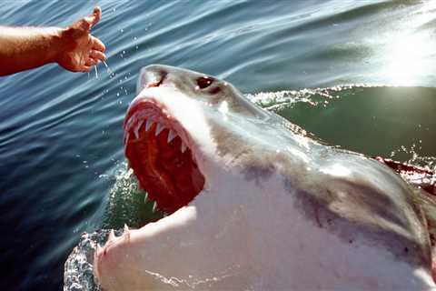 Here are the most common ways sharks attack and how to survive &mdash; and avoid &mdash; them