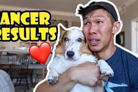 Results From My Corgi's Cancer Scan || Life After College: Ep. 766