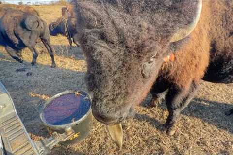 Big Joe Herd Ready for Next Move! Results Are In…