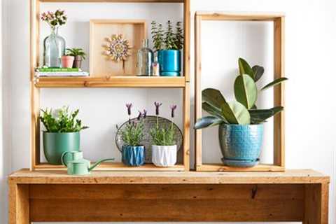 Add a Humidifer for Plants, Plus 4 Other Ways to Improve Moisture