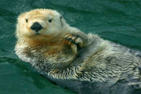 How US nuclear tests in the '70s led to today's thriving otter population on the Pacific west coast
