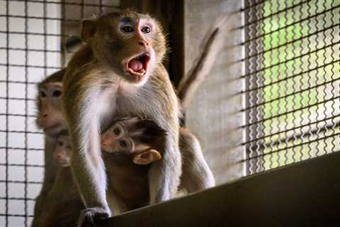 A biomed company wanted to house 43,000 monkeys near Houston. The neighbors were not happy.