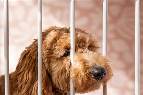 A dog ate $4,000. The owners recovered the cash in a pretty disgusting way: 'It smelled so bad.'