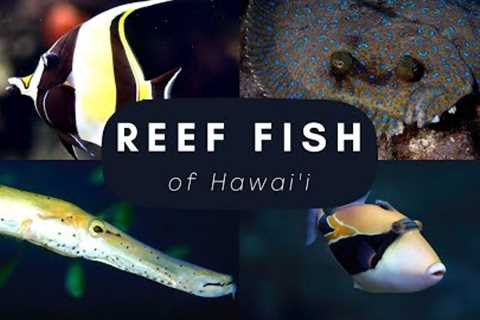Top 20 Reef Fish found in Hawai'i