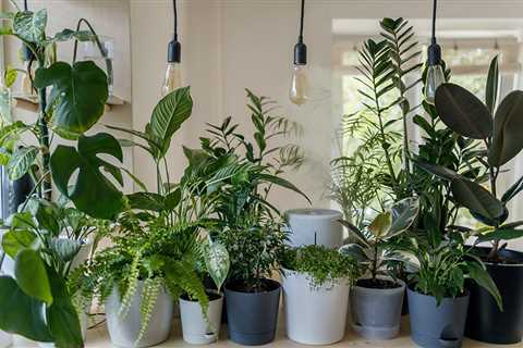 How do Planting and Nurturing Improve the Lives of Disabled People?