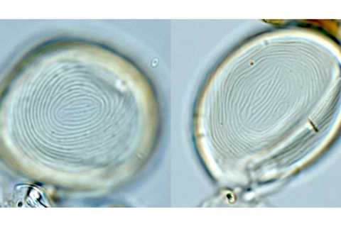 YouTube helped solve an evolutionary mystery that's puzzled biologists for decades
