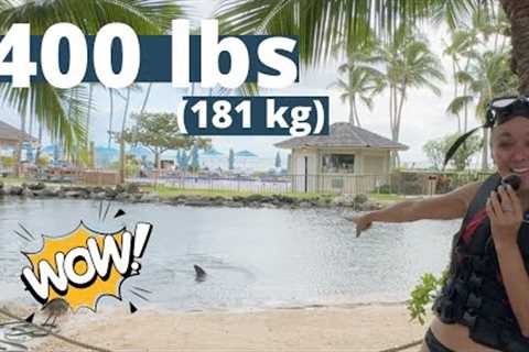 Hanging out with the DOLPHINS! | Dolphin Quest Kahala Review | OAHU