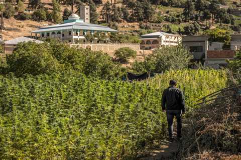 Morocco's hashish dealers boycott Israeli traffickers in solidarity with Gaza, says report