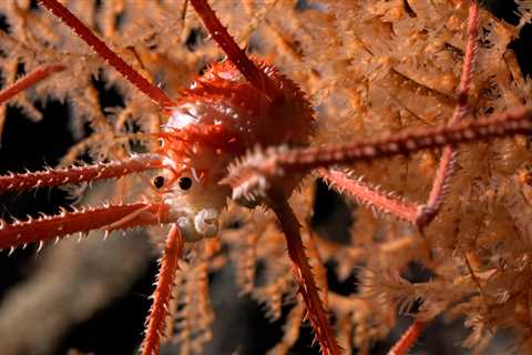 Photos show never-before-seen sea creatures living in an underwater mountain that dwarfs the Himalayas 