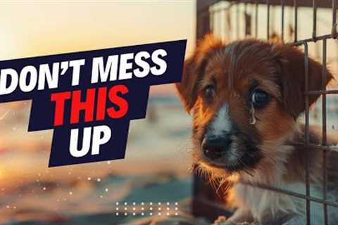 Guide To Moving Pets To Hawaii - Worst Case &amp; Best Case Scenarios