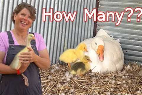 You Won't Believe What Just Hatched!