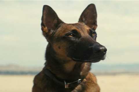 From the adorable yet vicious CX404 in 'Fallout' to Lassie: The best dogs in film and TV