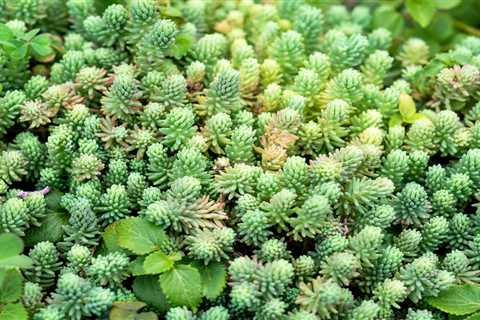 How to Pick the Best Ground Cover Plants