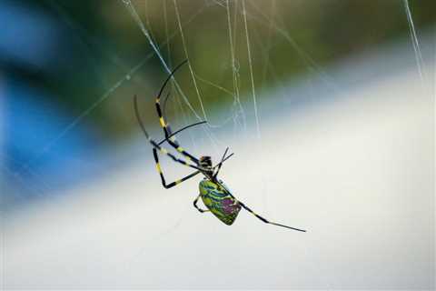 What you need to know about the giant, 'flying' spiders spreading over the eastern US 