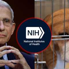 Eleven Republican Members of Congress Demand NIH End Fauci’s ‘Barbaric’ Animal Tests as Agency Clings to Cruel Legacy