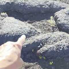Wandering on lava with a HUGE surprise.   Hawaii Volcanoes National Park
