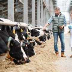 Dairy farmers warn worker shortages are putting UK food security at risk