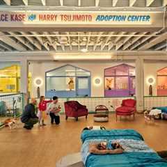 Inside Muttville, the Cage-Free Dog Shelter Designed With Help From Ken Fulk