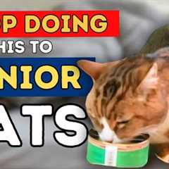 Dr Jones' Top 7 Tips to a Healthy and Long Lived Senior Cat