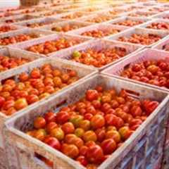 UK firms spent up to £65m on post-Brexit food export licences last year as Labour pledges to scrap scheme