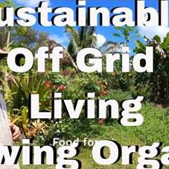 Sustainable off grid living in Hawaii - Living off the land - Growing Organic food at Home
