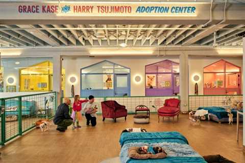 Inside Muttville, the Cage-Free Dog Shelter Designed With Help From Ken Fulk
