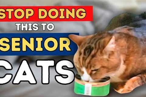 Dr Jones' Top 7 Tips to a Healthy and Long Lived Senior Cat