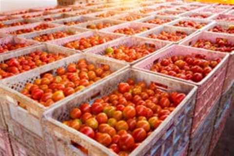 UK firms spent up to £65m on post-Brexit food export licences last year as Labour pledges to scrap scheme