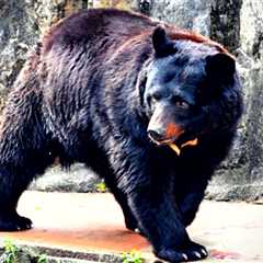 Japanese Army Called To Tackle Out-of-Control Bear Population Responsible for 73 Attacks in One Month (VIDEOS)
