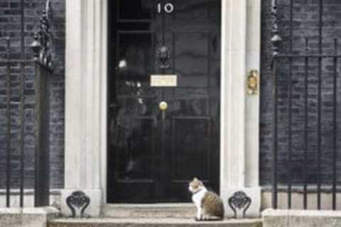 Reeves’ Budget: is Larry’s cat food the last refuge?
