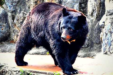 Japanese Army Called To Tackle Out-of-Control Bear Population Responsible for 73 Attacks in One Month (VIDEOS)