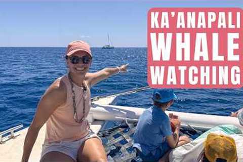 Whales, Dolphins &amp; Drinks! Kaanapali Whale Watching Review