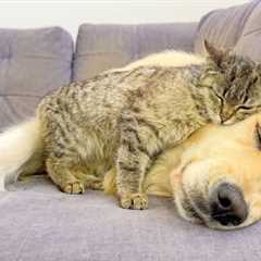 Adorable Kitten Fell Madly In Love with Golden Retriever — Cutest Friendship Ever!