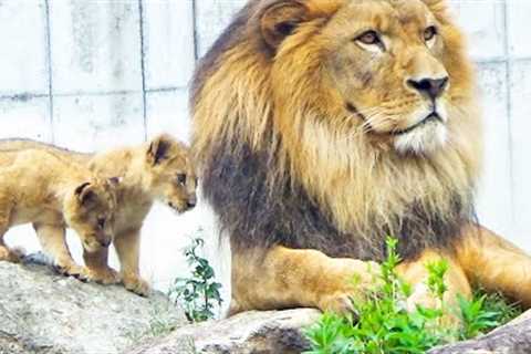 Lion Dad Earth vs. Fearless Triplets: Tail-Chasing Chaos🦁😂