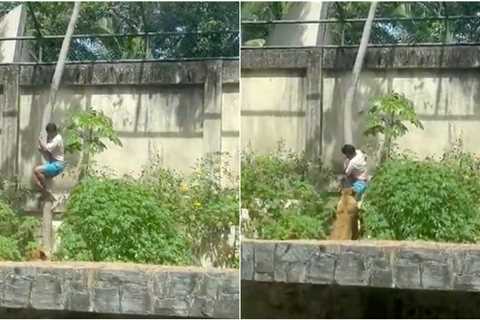 Man Mauled to Death After Climbing Into Lioness Enclosure — Caged Lion Will NOT Be Euthanized