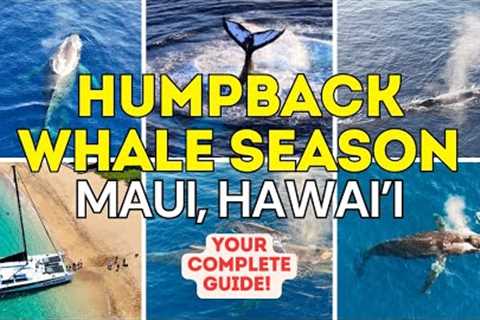 Maui Hawaii Whale Watching Guide: Everything You Need to Know! Kaanapali, Kihei, Wailea &amp; Makena