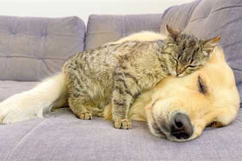 Adorable Kitten Fell Madly In Love with Golden Retriever — Cutest Friendship Ever!