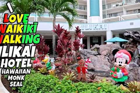 Waikiki Walk — Two Monk Seals, Ilikai Hotel & Christmas Vibes (Dec 15, 2025)