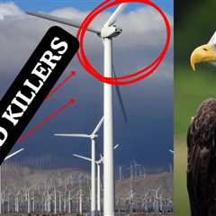Wind Turbines Are Killing Bald Eagles—And China Is Cashing In