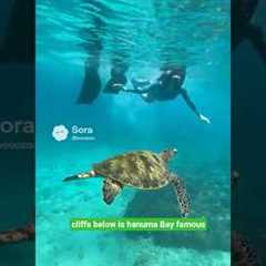 Hawaiian vacation #shorts #vacation #hawaii