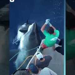 Massive Great White Shark eats fisherman’s Tuna. New undies please. #shorts #greatwhiteshark