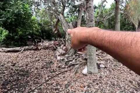 Touring a House We Are Looking at Buying - Ocean View Big Island of Hawaii