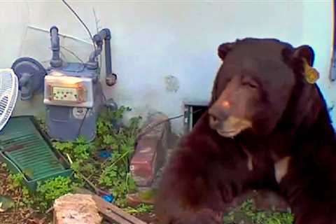 WATCH: Massive Bear Is Finally Dislodged From Under California House – With Shots of Paintball!
