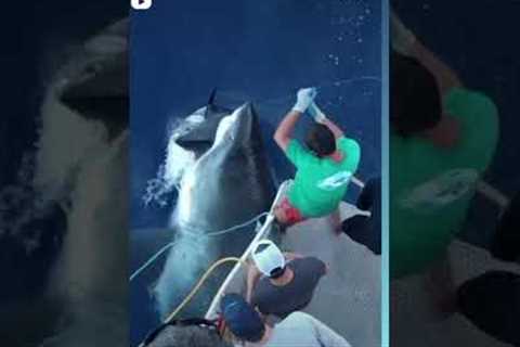 Massive Great White Shark eats fisherman’s Tuna. New undies please. #shorts #greatwhiteshark