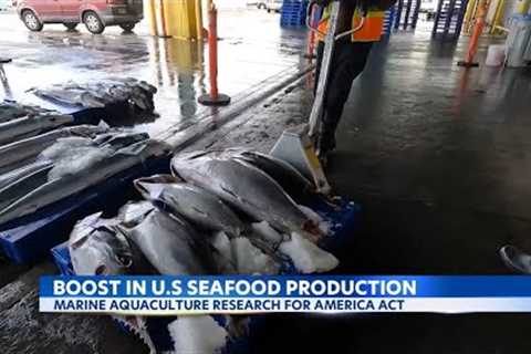 New bill could boost Hawaii’s sustainable seafood production