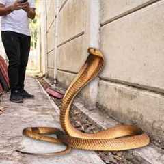 Deadly Snake In Her Yard