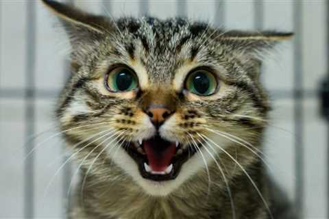 EXPOSED: Taxpayer-Funded Mizzou Lab Caught Harvesting Blood from Former Pets in Cruel Program – Fauci-Era NIH Grant Still Funding Deadly Cat Tests