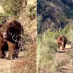 WATCH: Massive Brown Bear Charges Hiker in Angeles National Forest, His Reaction Goes Viral