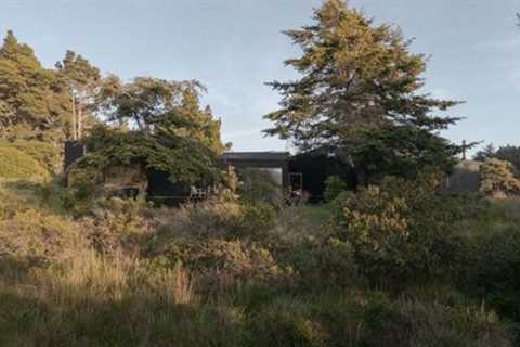 Douglas Firs Are the Main Characters at This Sea Ranch Home Built by Four Friends
